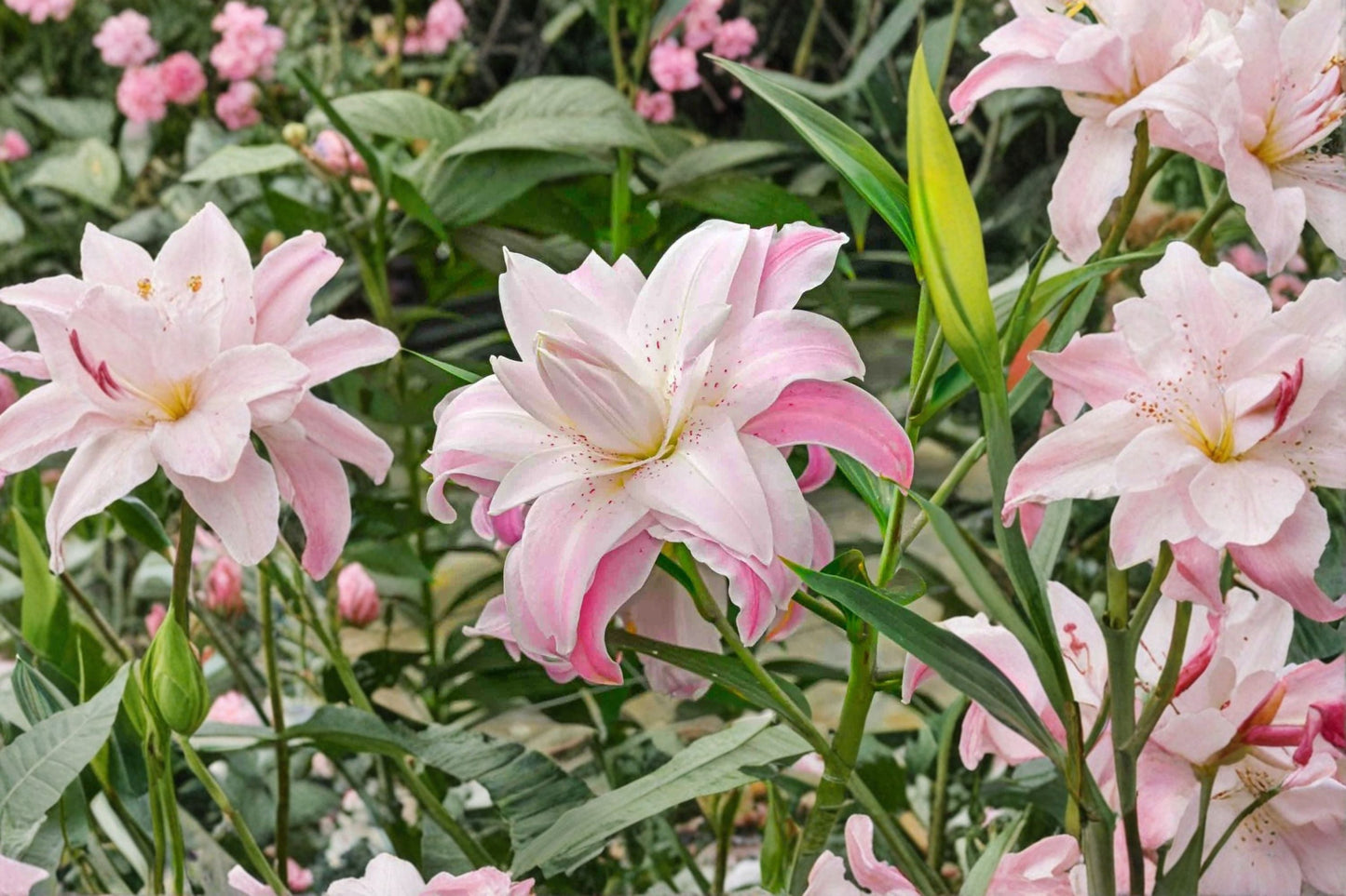 Double Oriental Lily Bulb – Pink & White Pollen-Free Perennial Flower – Bareroot Lilium 'Lotus Elegance' for Garden & Cut Flowers