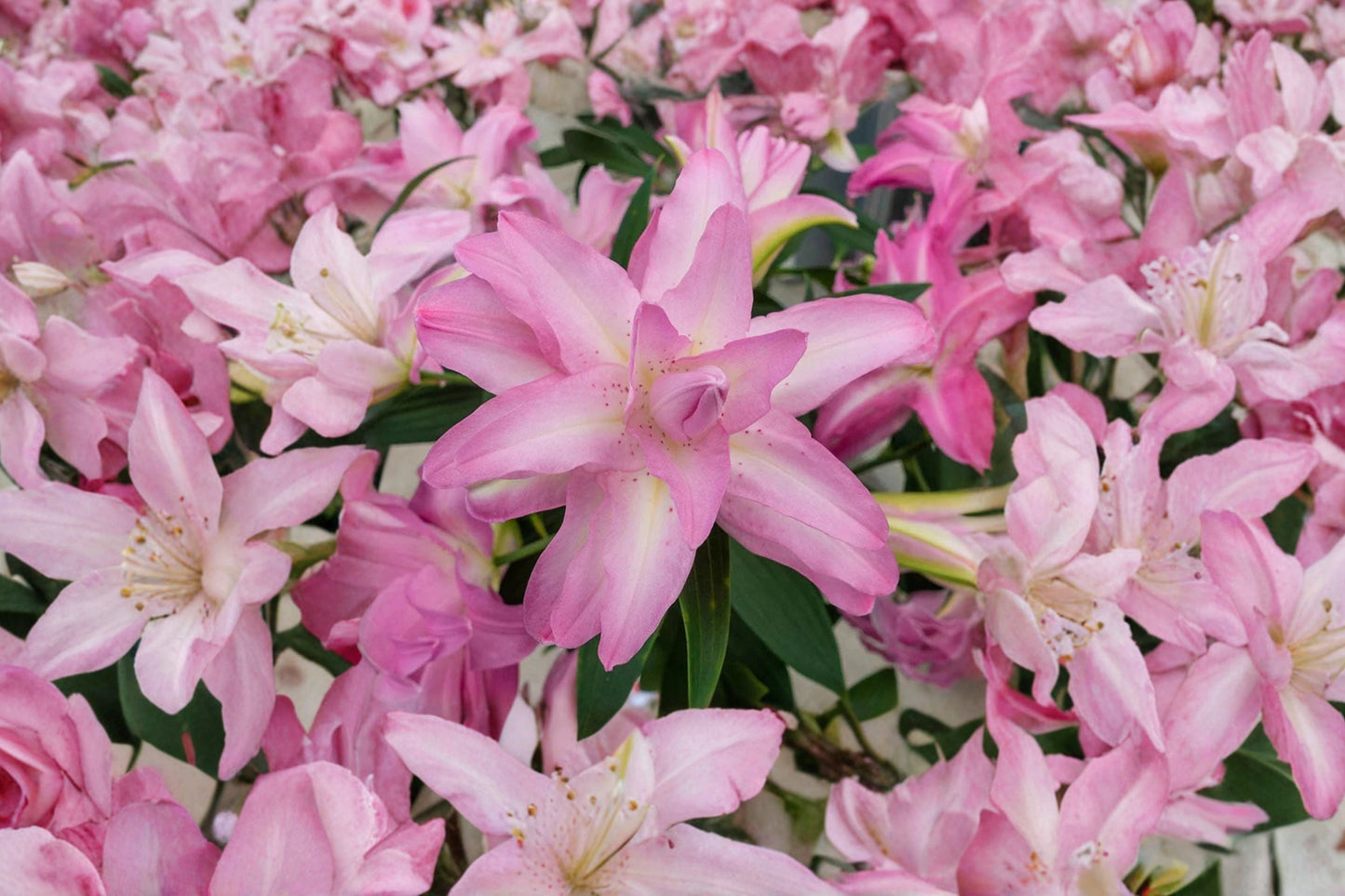 Double Oriental Lily Bulb – Pink 'Lotus Dream' Pollen-Free Perennial Flower, Bareroot Lily for Garden & Cut Flowers