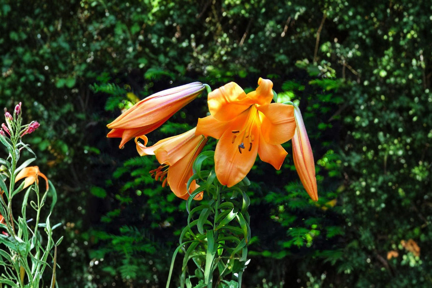 Giant Trumpet Lily Bulb | Fragrant Apricot Orange Lilium T 'African Queen' | Tall Perennial Flower | Bareroot Lily for Garden & Cut Flowers