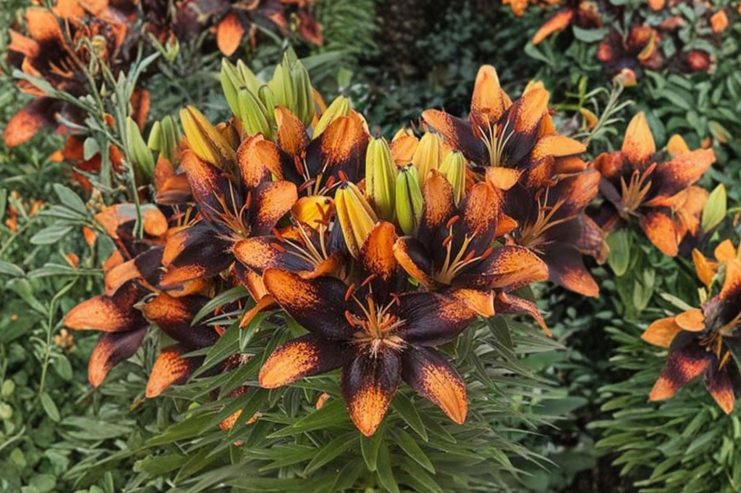 Lilium Asiatic Lily Bulb | 'Trendy Las Palmas' Bi-Color Orange & Black | Compact Perennial Flower | Bareroot Lily for Garden & Cut Flowers