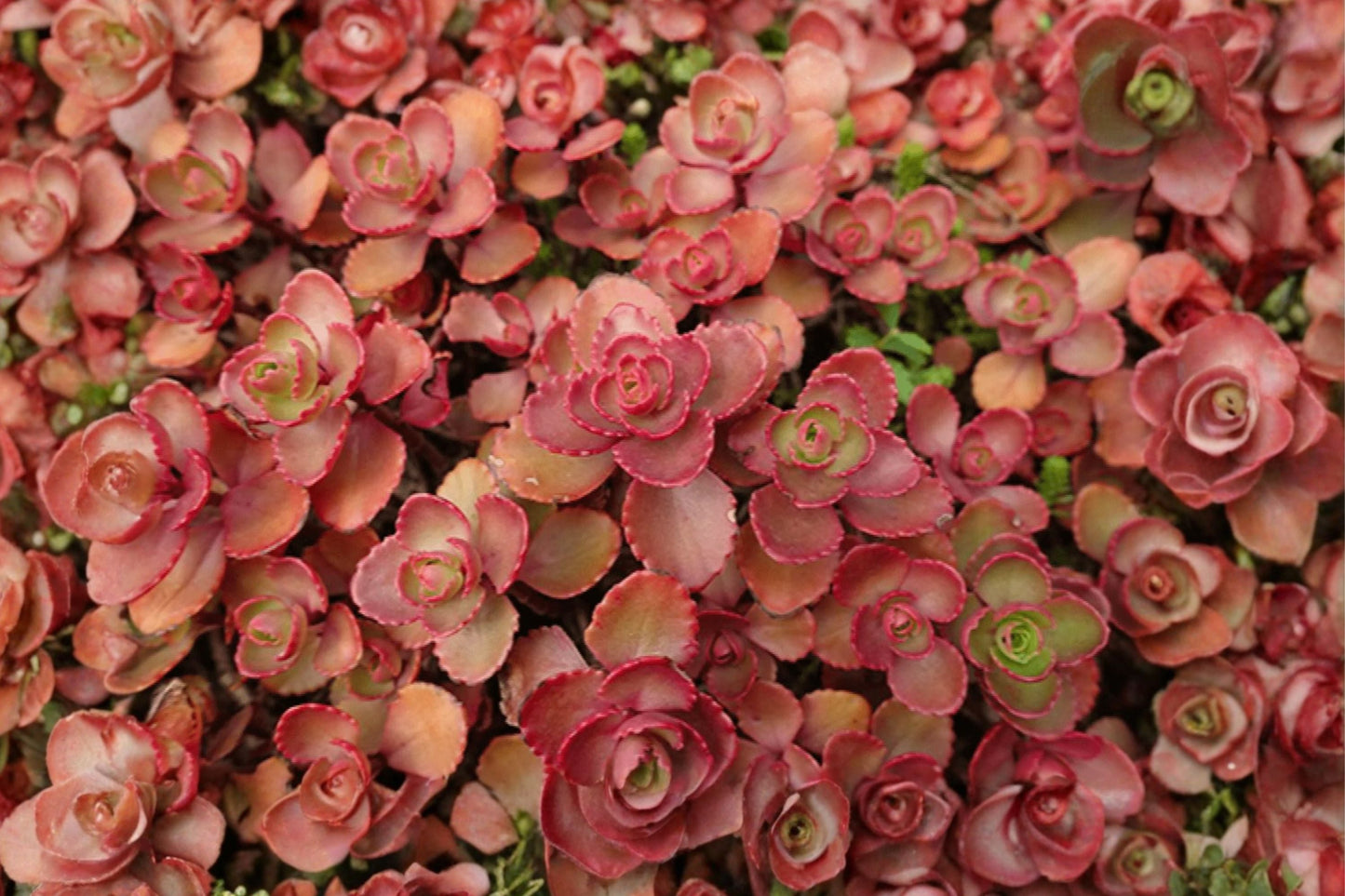 Sedum album 'Murale' Carpet Stonecrop Succulent Evergreen Groundcover Live Plant or Cuttings