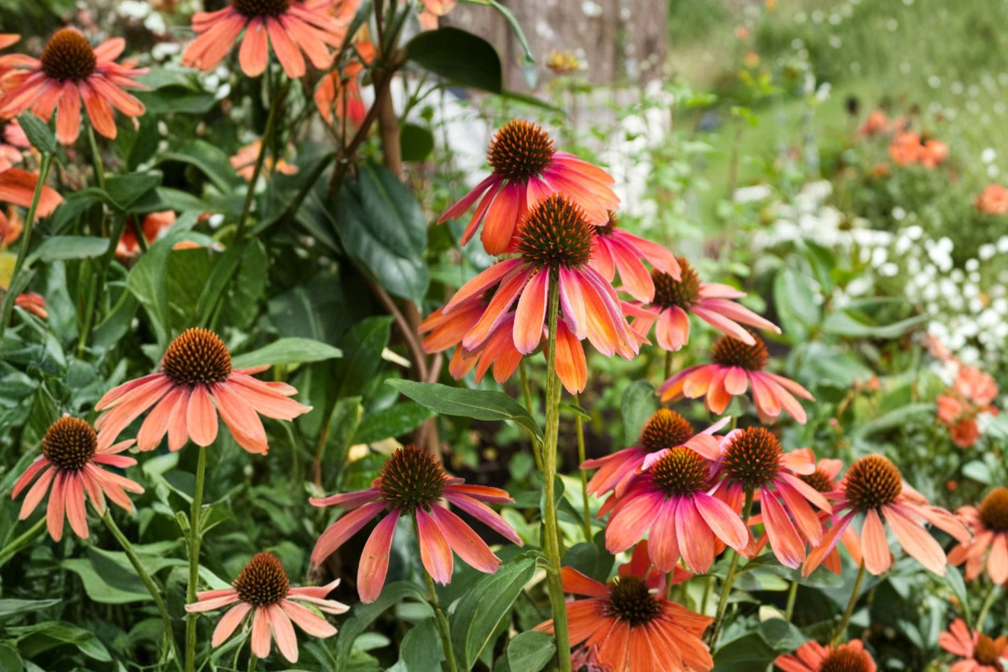 Echinacea 'Cheyenne Spirit' Coneflower Live Plant | Mixed Color Perennial | Pollinator Friendly Flower | 4 Inch Pot