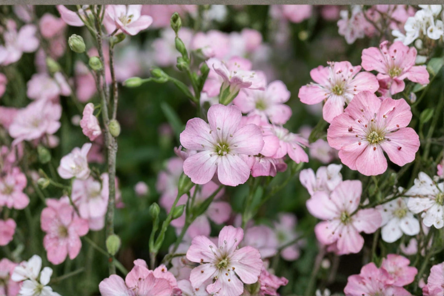 Gypsophila repens 'Rosea' Pink Baby's Breath Groundcover Perennial 3.5 Inch Pot Drought Tolerant Rock Garden Plant