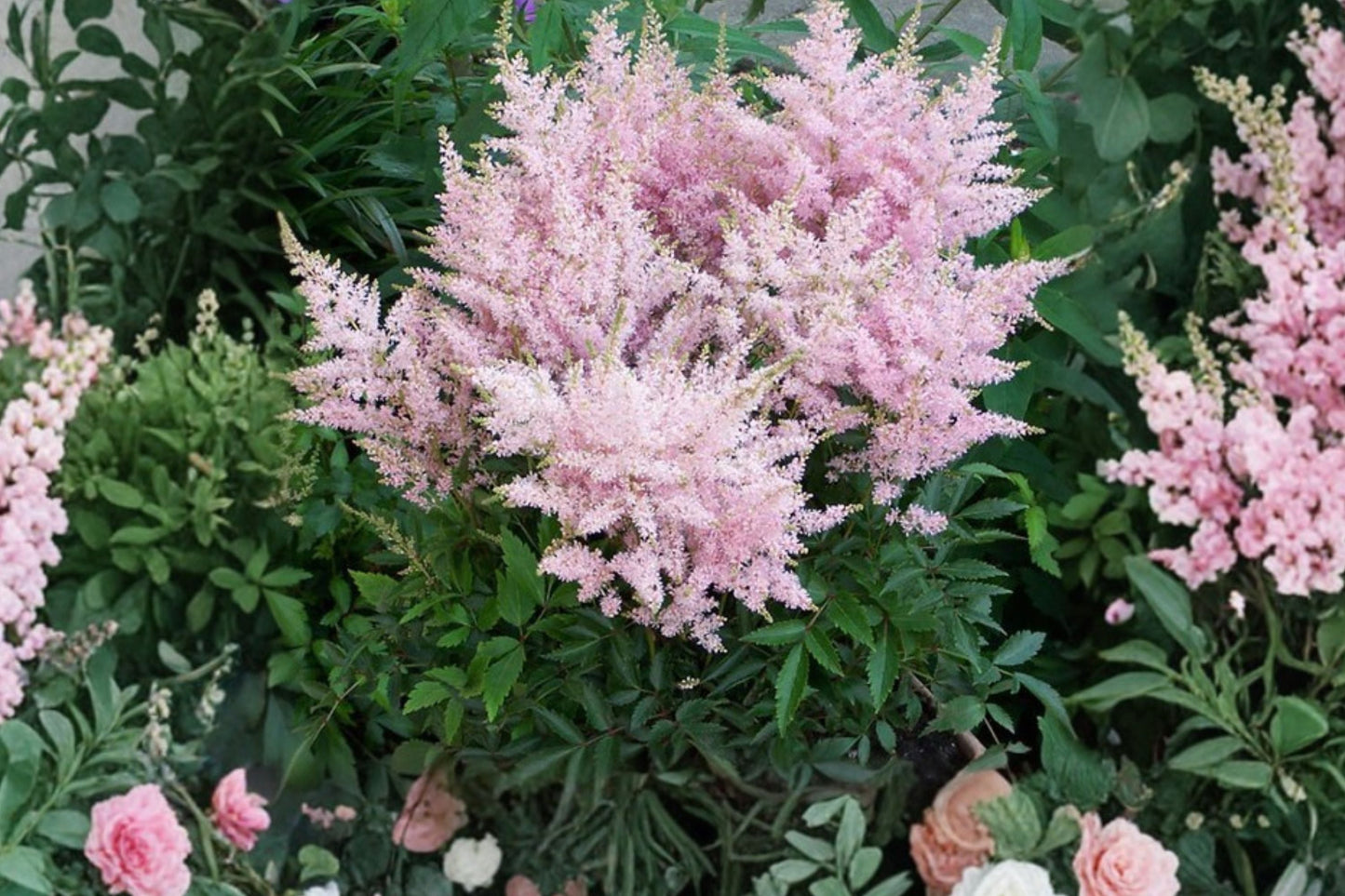 Astilbe 'Younique Silvery Pink' Live Plant | Shade-Loving Perennial with Pink Plumes | Deer-Resistant Astilbe (Astilbe chinensis)