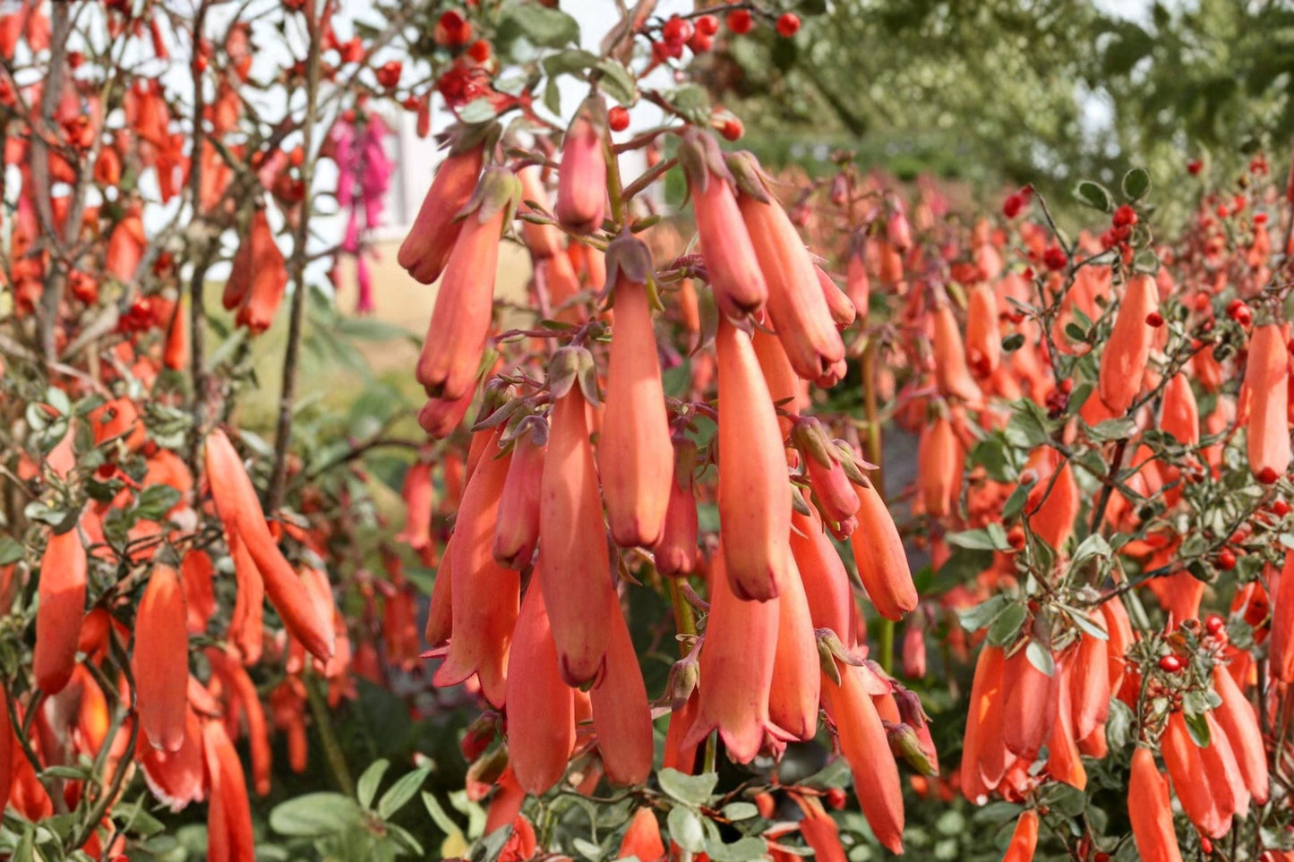 Phygelius 'Magic Mandarin' Cape Fuchsia Live Plant | Orange Tubular Flowers | Hummingbird & Deer Resistant | 1 Gallon Pot