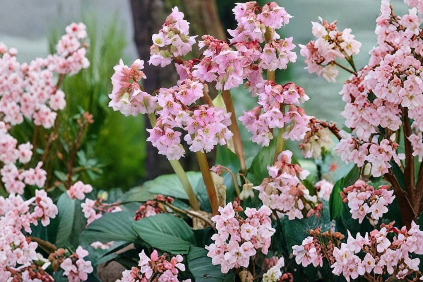 Bergenia 'Baby Doll' Perennial | Elephant Ear Foliage | Pink Flowers | Evergreen Shade Plant | Deer Resistant Live Plant