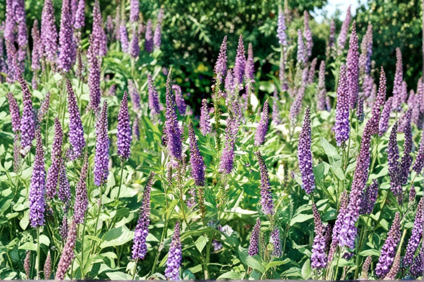 Veronica spicata 'Blue Carpet' Live Plant – Blue Speedwell Perennial with Violet Blue Flowers, Pollinator-Friendly Ground Cover
