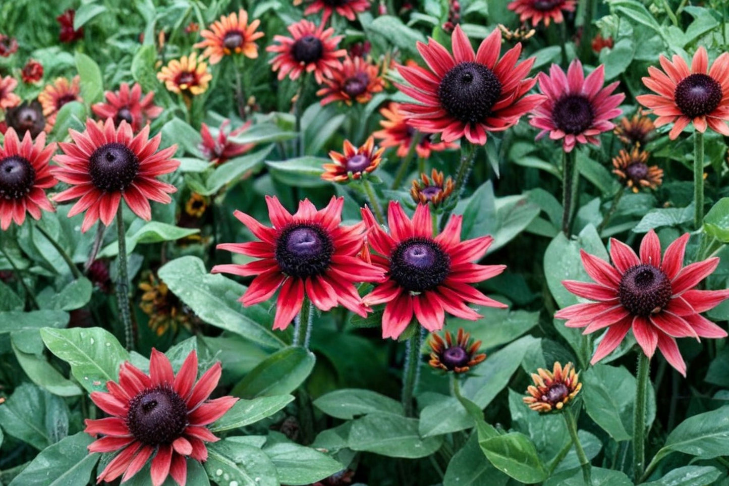 Rudbeckia 'Cherry Brandy' Perennial | Red Black Eyed Susan | Cherry Red Coneflower | Pollinator Plant | 4-Inch Live Plant