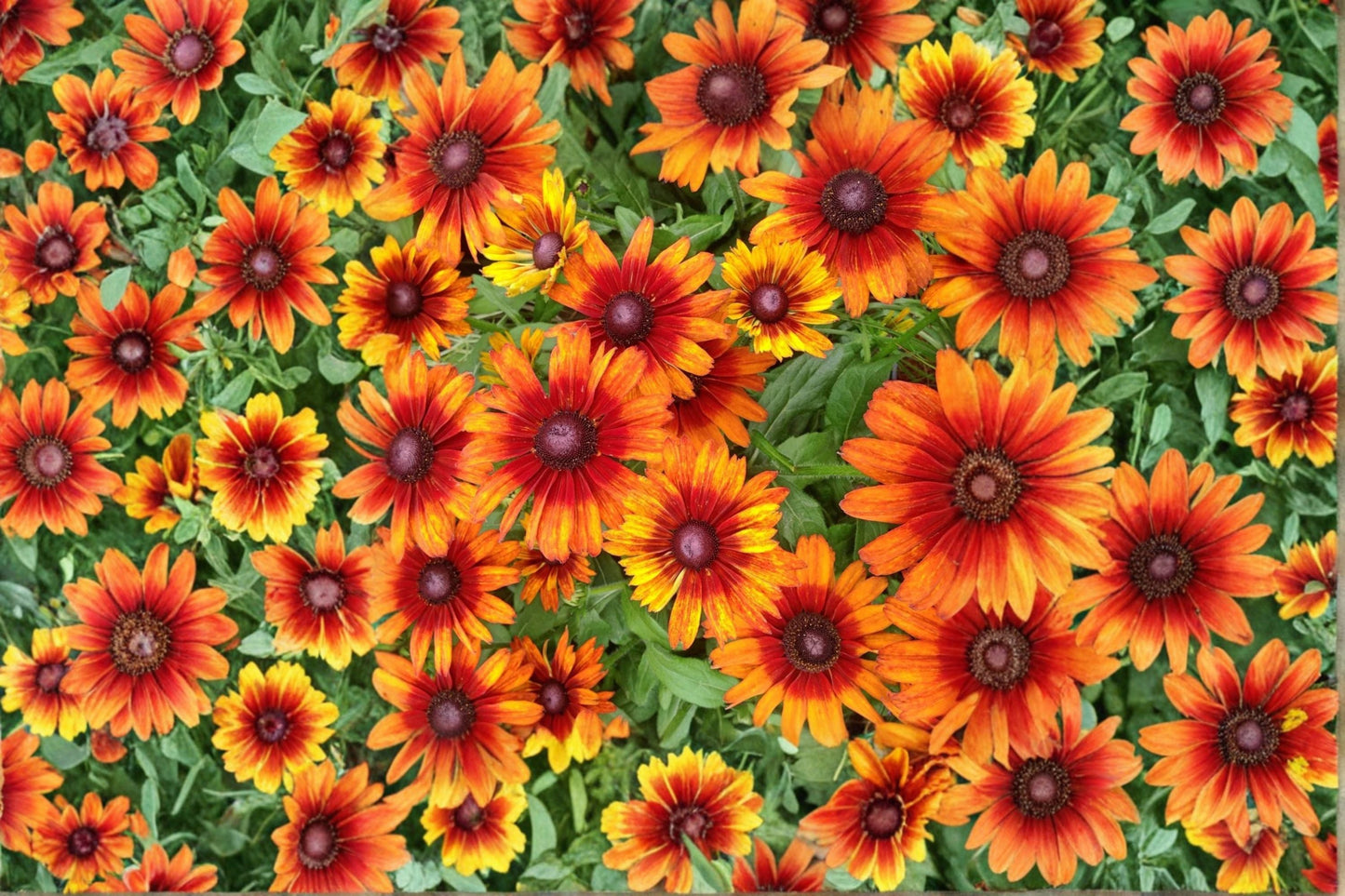 Rudbeckia 'Autumn Colors' Live Plant | Black Eyed Susan Bicolor Coneflower Pollinator Perennial