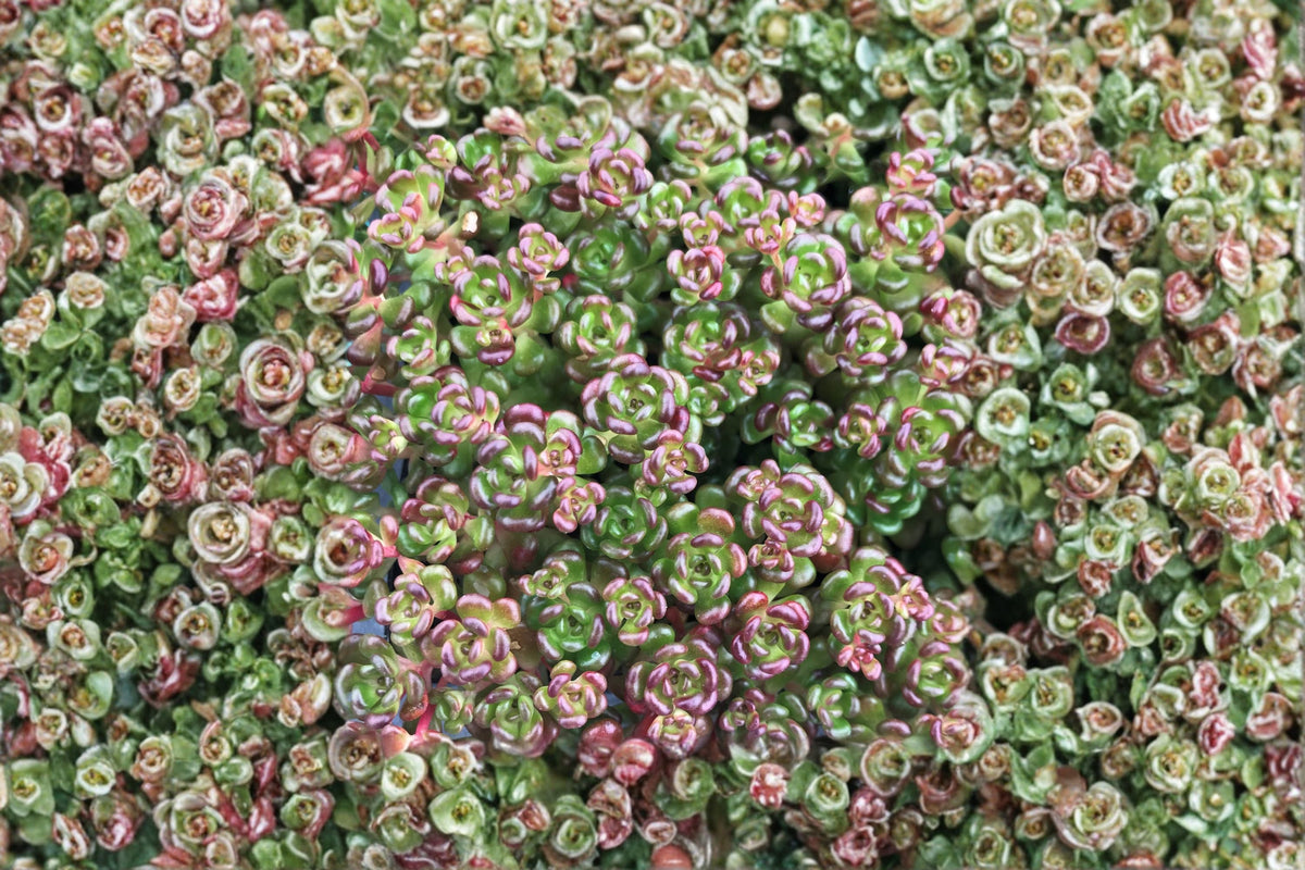 Evergreen Succulent Groundcover | Sedum oreganum | Pacific Native Stonecrop | Drought Tolerant | Low Maintenance Plant