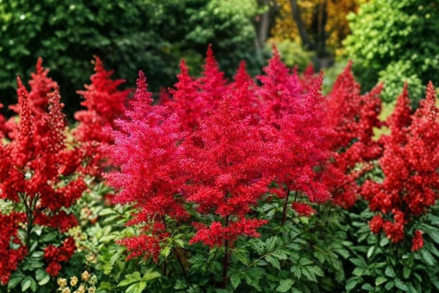 Astilbe 'Fanal' Live Plant - Deep Red Shade Perennial, Deer Resistant, Woodland Garden, Border Plant, Astilbe chinensis