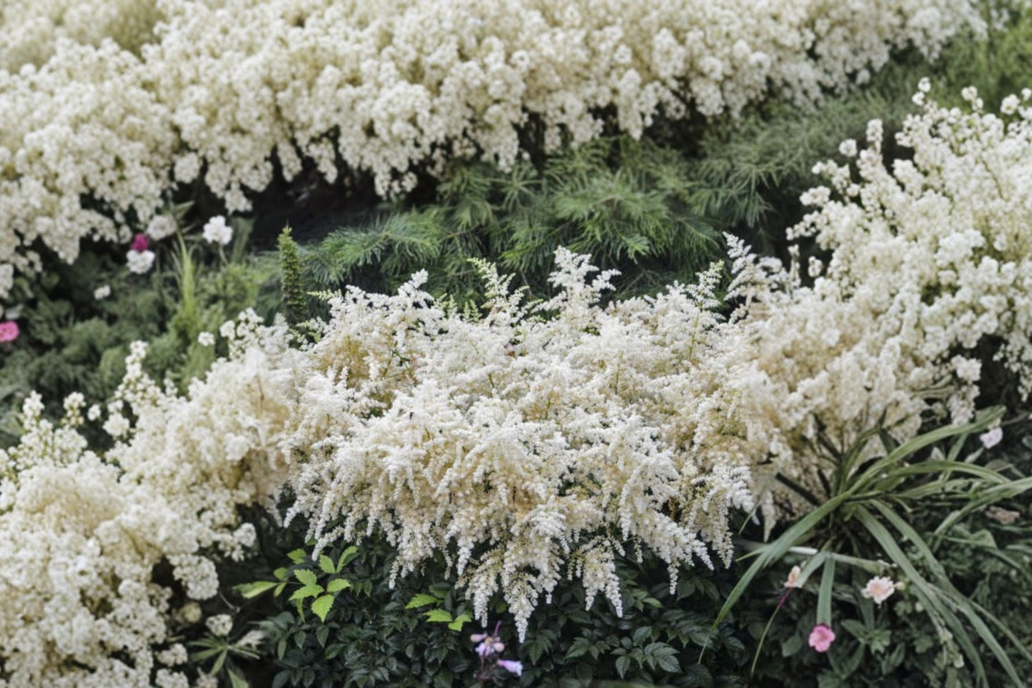Astilbe 'Bridal Veil' White False Goat's Beard Shade Perennial Live Plant Deer Resistant Garden Flower