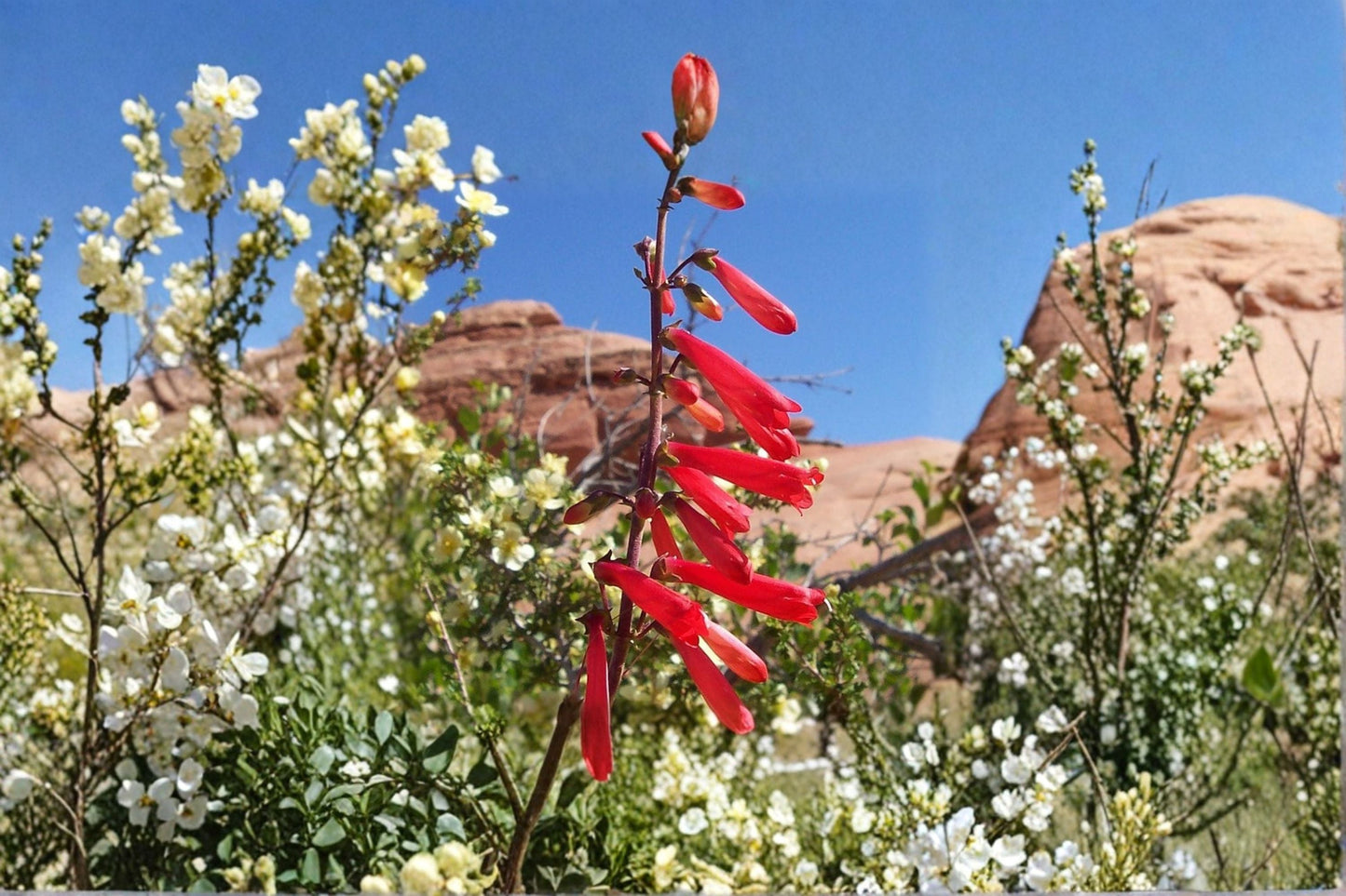 Penstemon 'Firebird' Red Beardtongue 1 Gallon Live Plant Drought Tolerant Hummingbird Flower Perennial