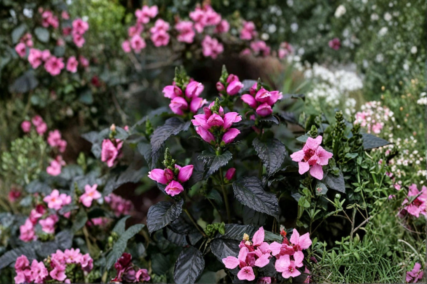 Chelone Tiny Tortuga™ Dwarf Turtlehead Plant Pink Hummingbird Flower Native Perennial 3.5" Pot