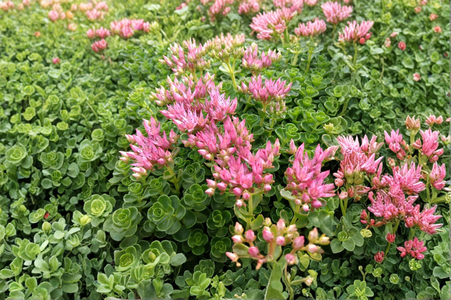 Sedum spurium 'John Creech' Stonecrop Succulent Live Plant Evergreen Groundcover Drought Tolerant Pink Flowers
