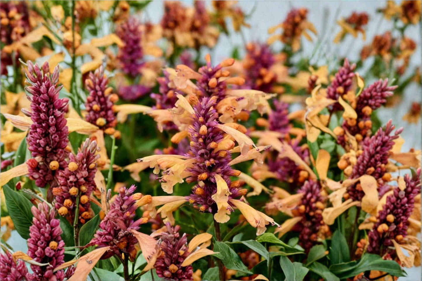 Agastache 'Peachie Keen' Hummingbird Mint Perennial 1 Gallon Drought Tolerant Fragrant Pollinator Plant