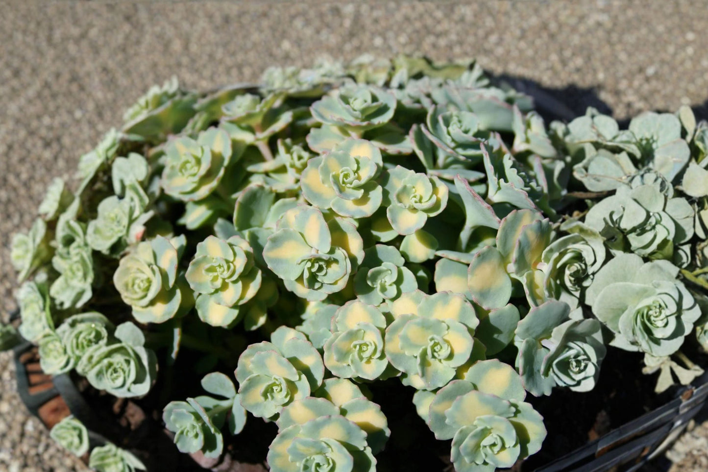 Sedum sieboldii 'Mediovariegatum' Variegated Succulent Plug or Live Plant with Blue Green and Gold Foliage, Pink Flowers