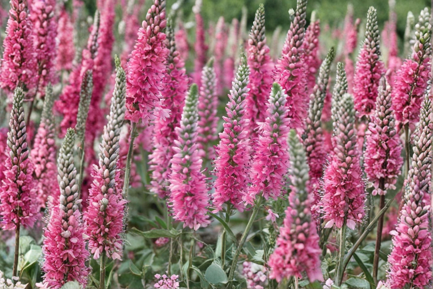 Veronica 'Red Fox' Perennial Plant | Rose Pink Flower Spikes | Pollinator & Deer Resistant | 1 Gallon Live Plant