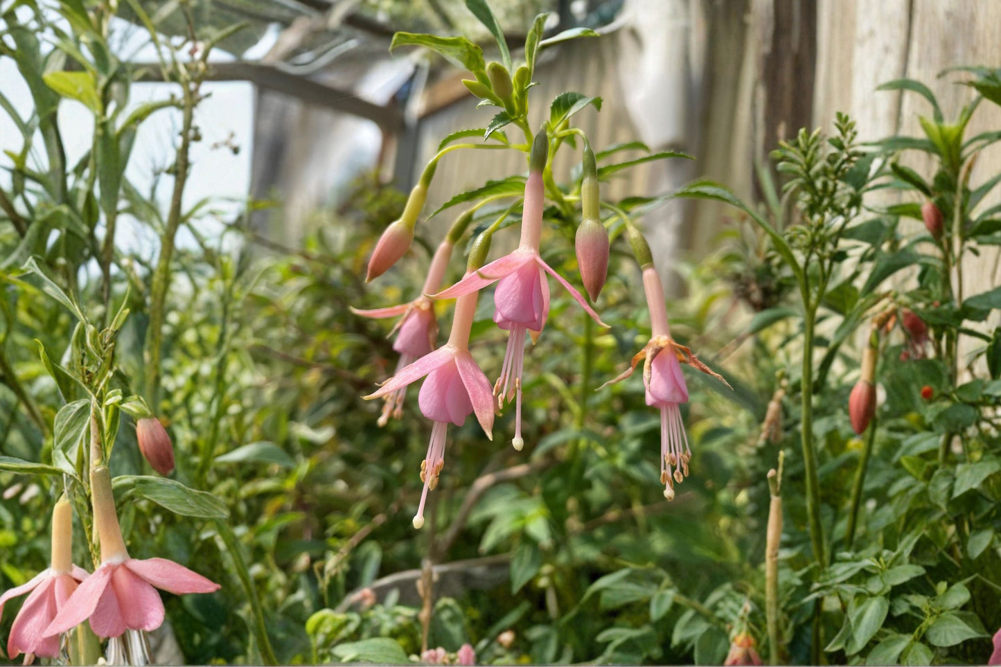 Fuchsia 'White Knights Pearl' Hardy Perennial Shrub Light Pink Flowers Hummingbird Plant 1 Gallon