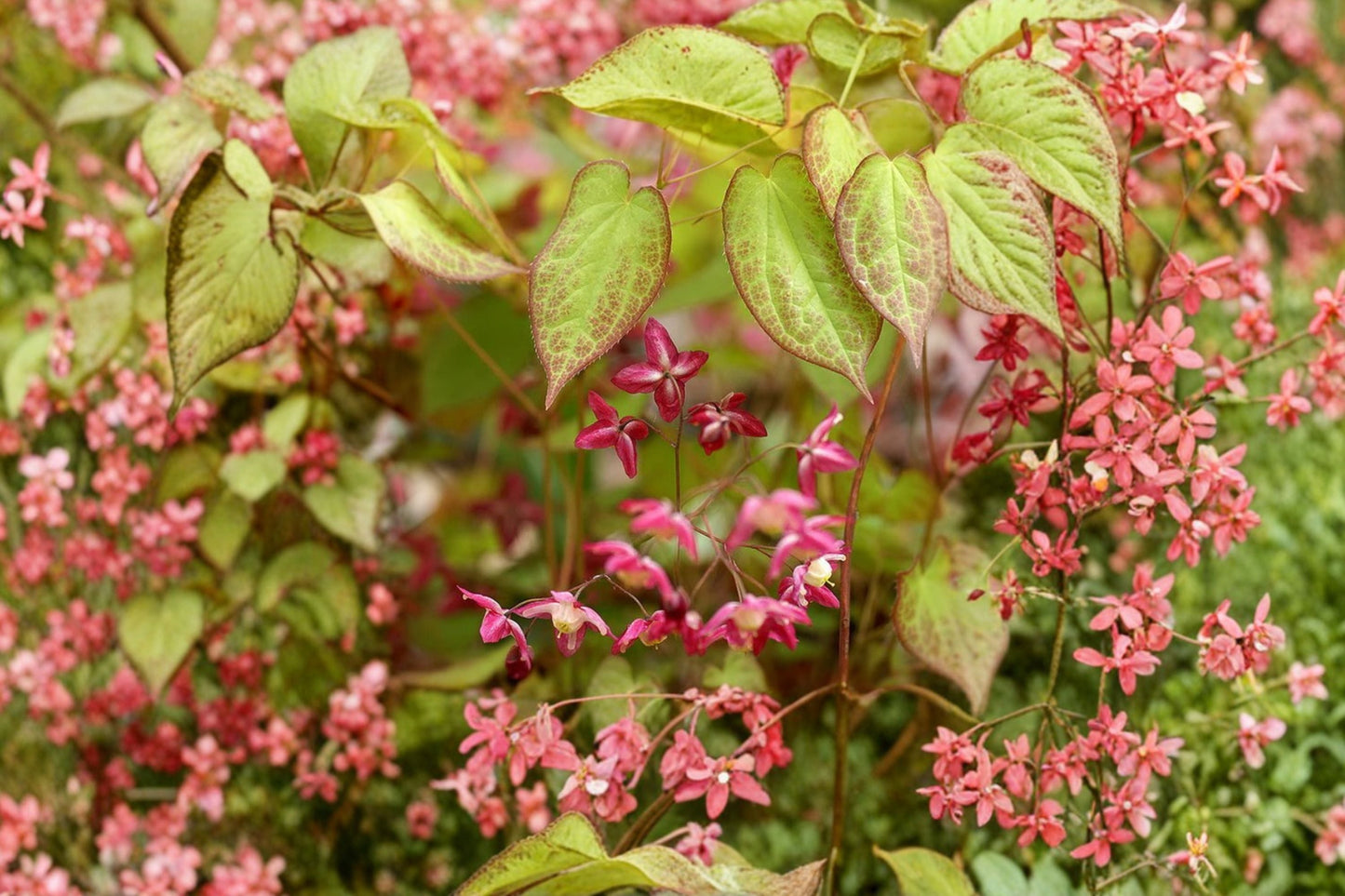 Epimedium x rubrum Bishop's Hat Red Barrenwort Shade Groundcover Deer Resistant Perennial 1 Gallon Pot