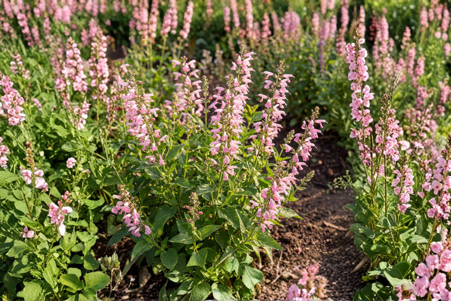 Salvia 'Eveline' Soft Pink Perennial Sage Live Plant Pollinator Friendly Flower Deer Resistant Cottage Garden Plant