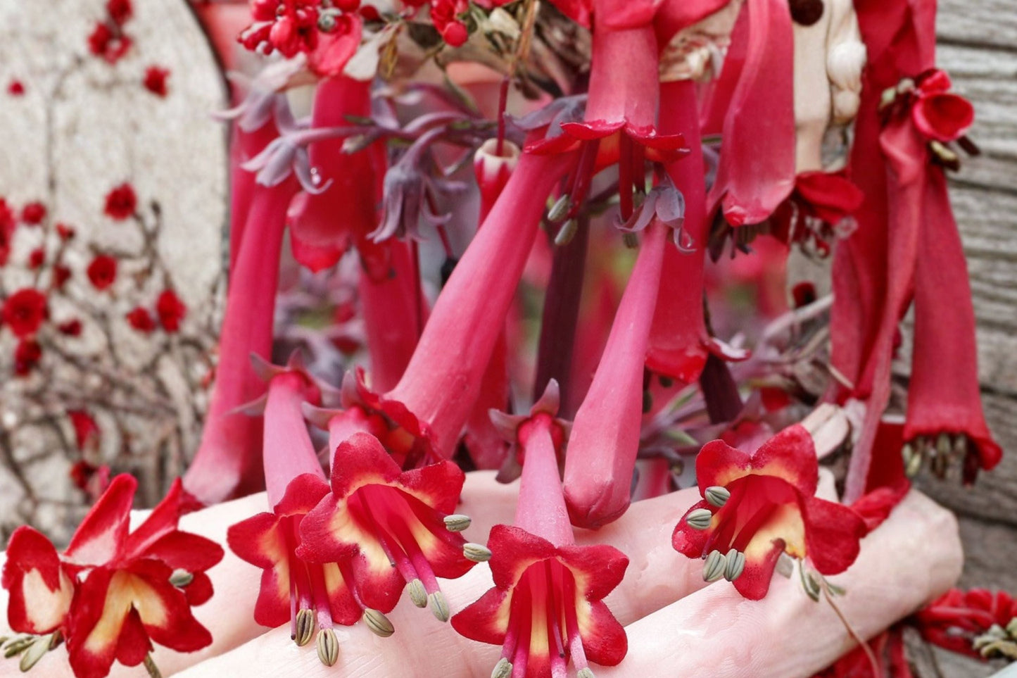 Phygelius 'Colorburst Deep Red' Live Plant | Cape Fuchsia, Red Hummingbird Perennial Shrub, Long Blooming, Semi-Evergreen