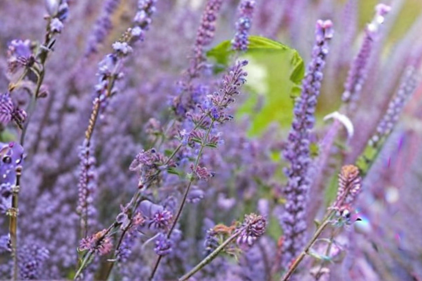 Nepeta 'Walker's Low' Catmint Plant | Pollinator Perennial with Lavender Blue Blooms | Drought Tolerant Live Plant