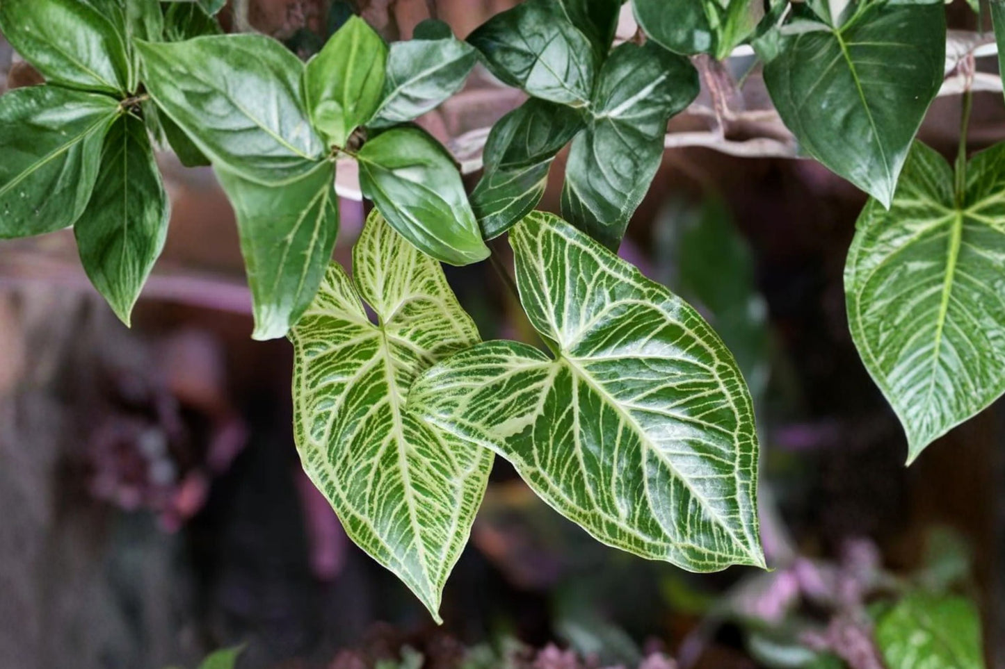 Syngonium Batik Plant – Variegated Indoor Houseplant – Arrowhead Vine – Easy Care Vining Tropical Plant – Syngonium Podophyllum