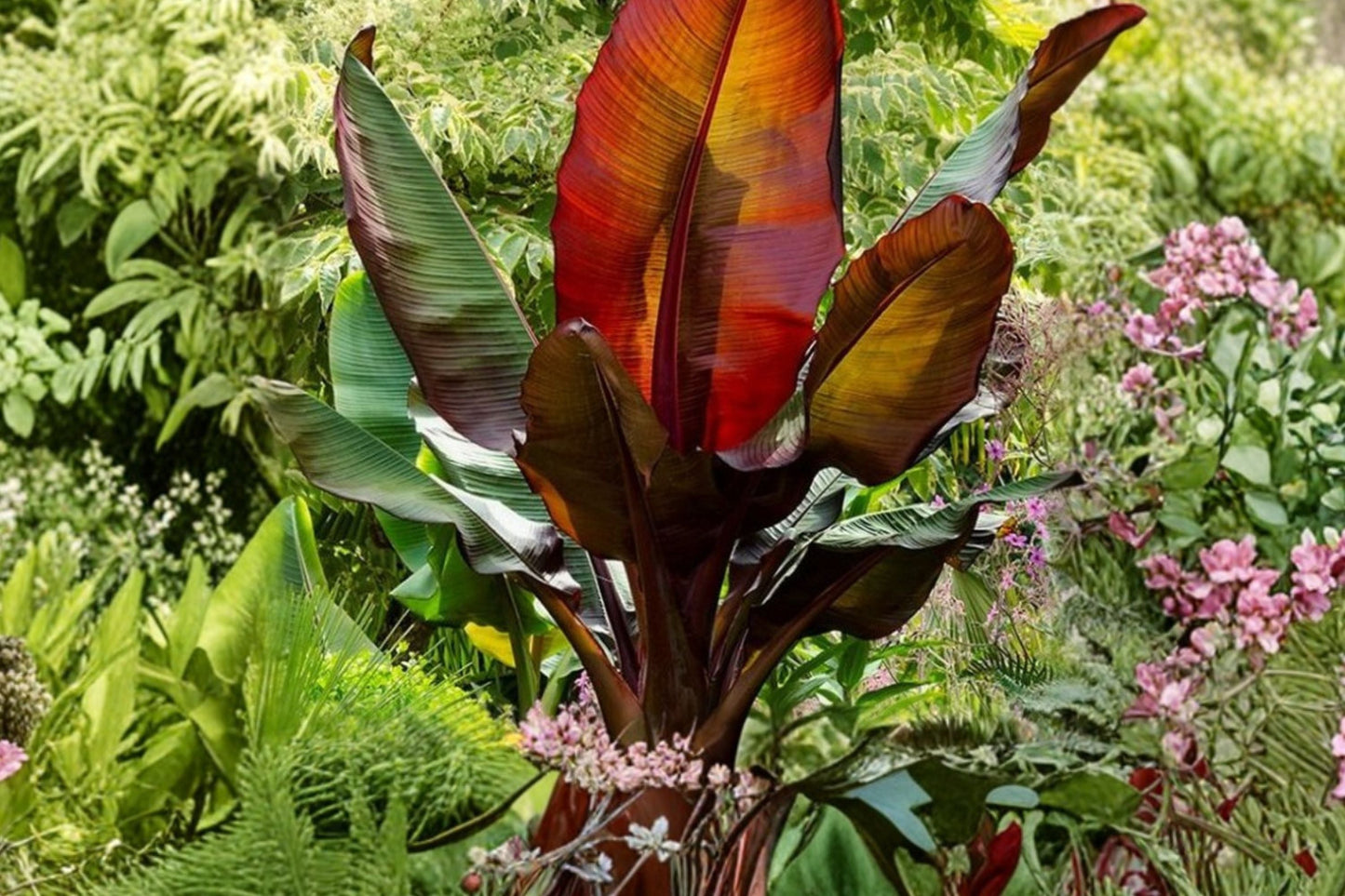 Ensete Maurelii Red Banana Plant – Tropical Ornamental Foliage Plant – Live Red Abyssinian Banana Tree – Large Tropical Indoor or Garden Plant