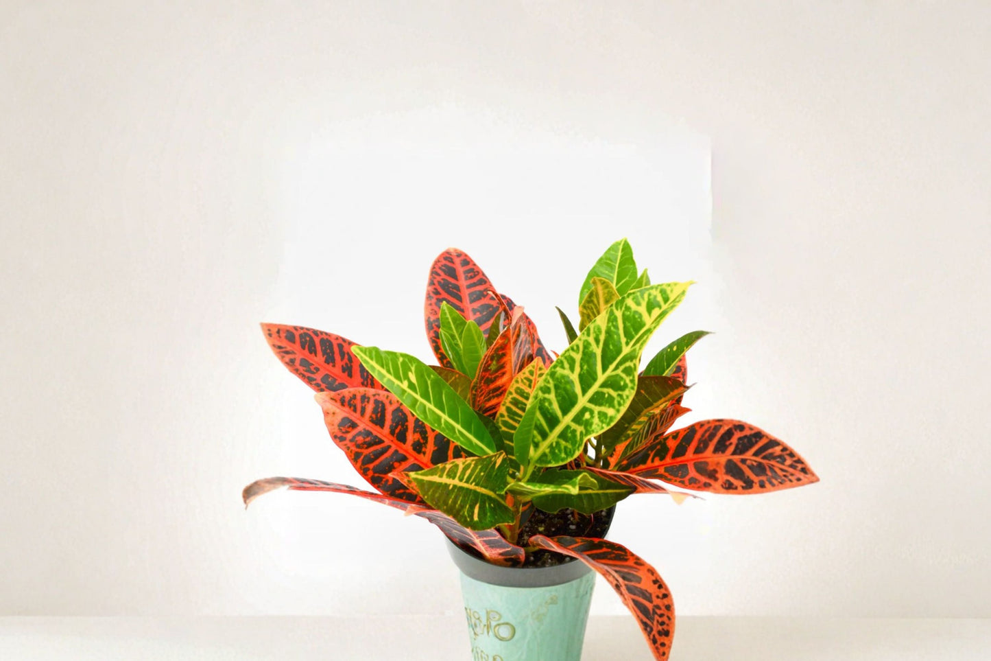 Croton Cocktail Plant Pack of 2 – Colorful Tropical Houseplants – Codiaeum Variegatum – Vibrant Foliage Indoor Plants