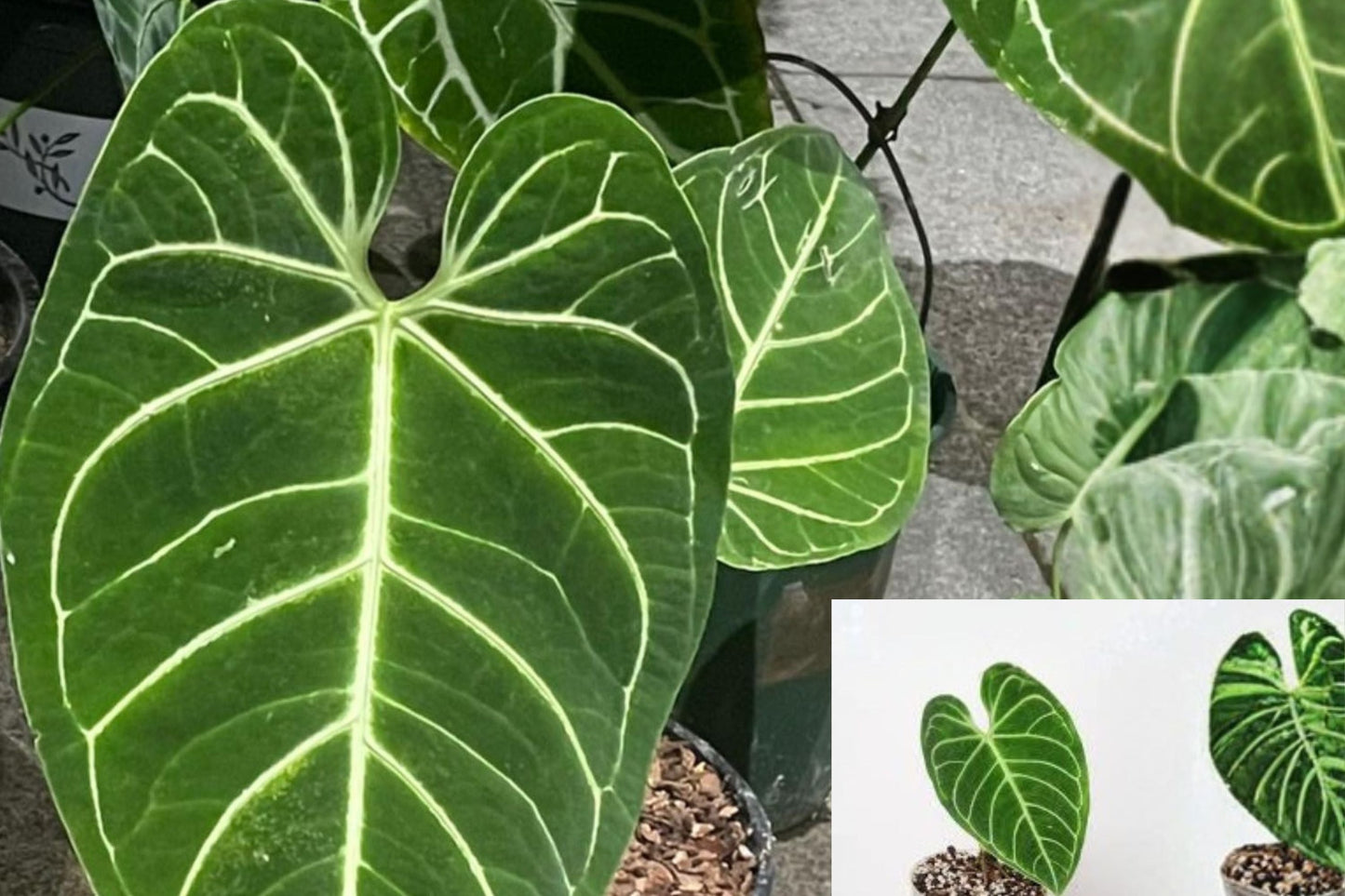 Anthurium Regale Live Plants Pack of 2 – Rare Velvet Leaf Aroid Tropical Indoor Houseplant – Exotic Foliage Collector Plant