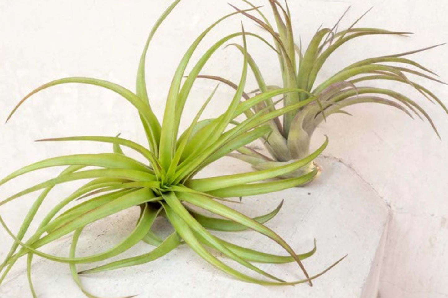 Giant Air Plant 14+ Inches – Extra Large Tillandsia – Live Indoor Houseplant – No Soil Statement Plant – XL Tillandsia