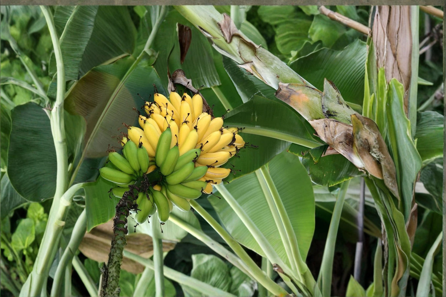 Burro Banana Plant – Live Edible Banana Tree – Orinoco Variety – Tropical Fruit Plant for Garden or Container Cultivation