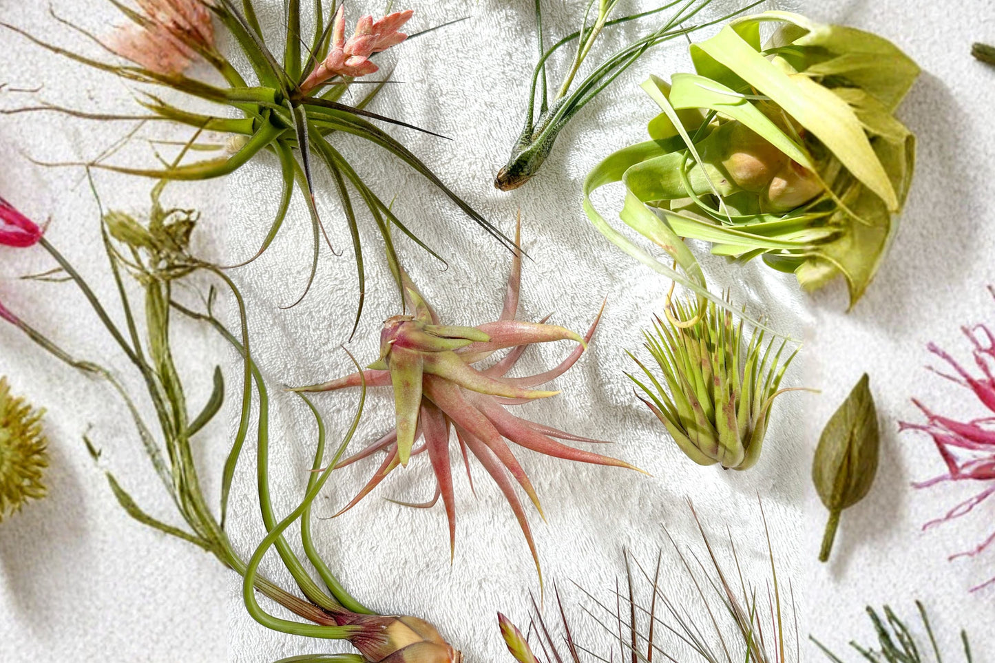 10 Tillandsia Utriculata Air Plants – Florida Native, Easy Care, Soil-Free Live Plants, Starter Size, Indoor Garden, No Soil Needed