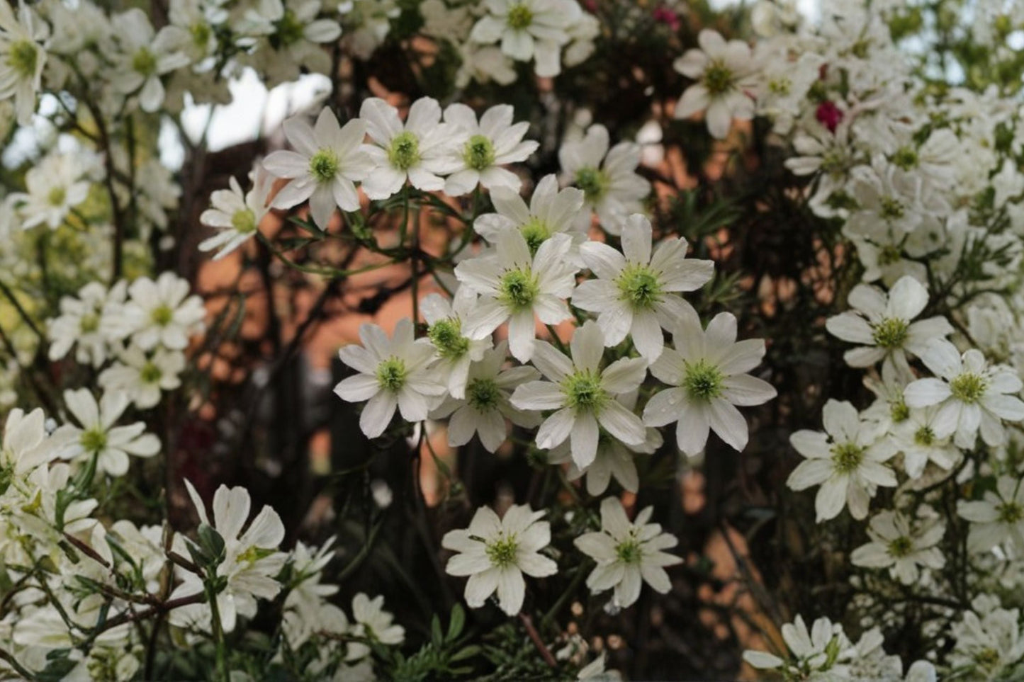 Clematis ‘Early Sensation’ Evergreen Climbing Vine 1 Gallon Live Plant White Flowers Spring Blooming Garden Trellis