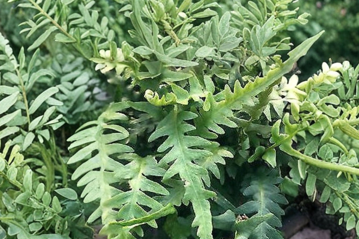 Dragon’s Tail Fern Live Potted Plant – Rare Hardy Shade Fern – Evergreen Woodland Fern – Asplenium ebenoides 3.5”