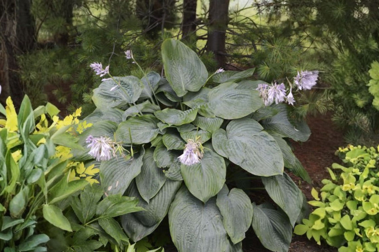 Empress Wu Hosta – Giant Bareroot Shade Perennial Plant – Proven Winners Plantain Lily – Large Foliage Garden Plant