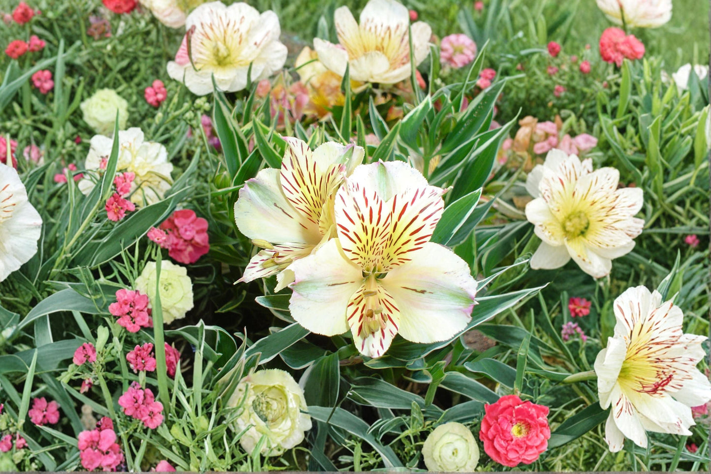 Alstroemeria ‘Colorita Claressa’ White Peruvian Lily Dwarf Live Plant 1 Gallon for Garden & Cut Flowers