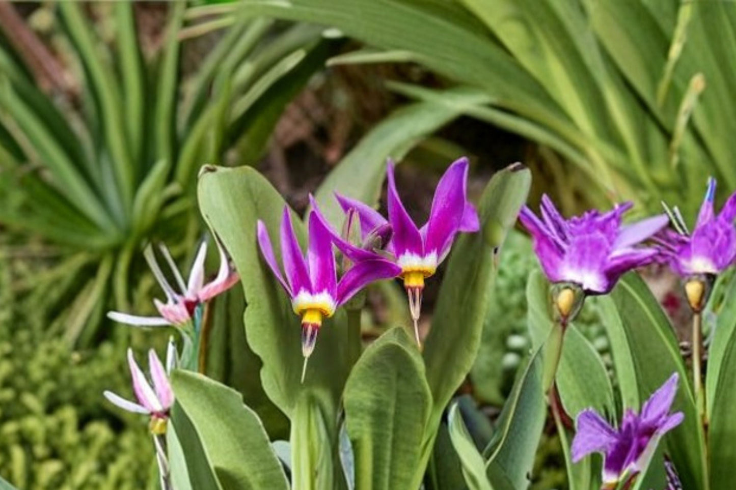 Shooting Star Plant Bare Root – Dodecatheon pulchellum – Native Wildflower for Shade Gardens – Spring Ephemeral Perennial