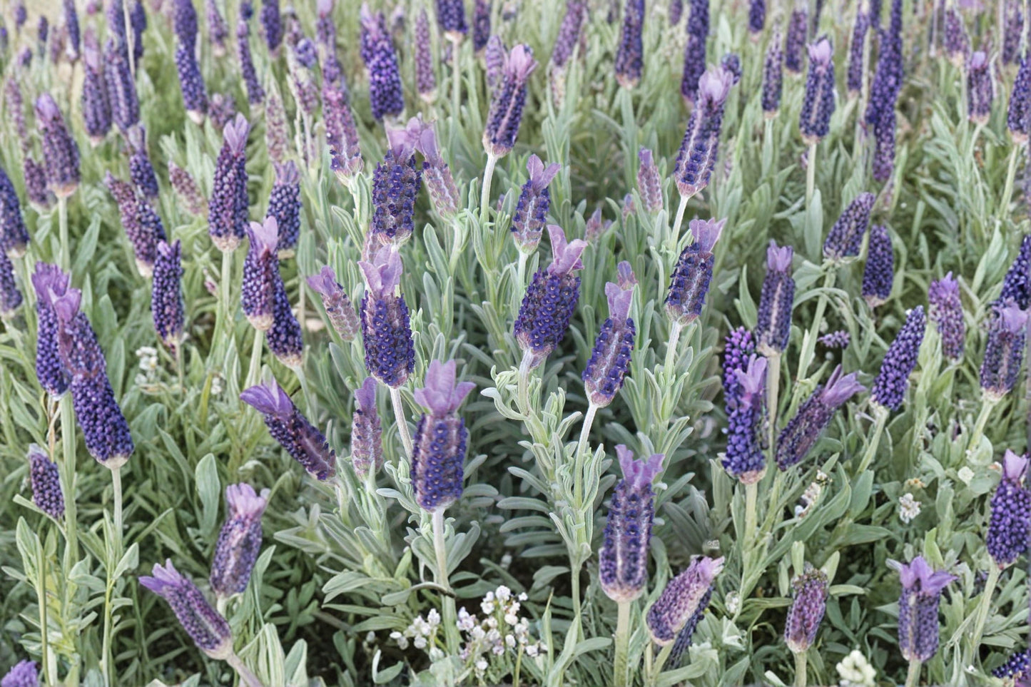 White Spanish Lavender ‘Anouk’ – Rabbit Ears Lavender Live Plant – Fragrant Lavandula stoechas in 1 Gallon Pot