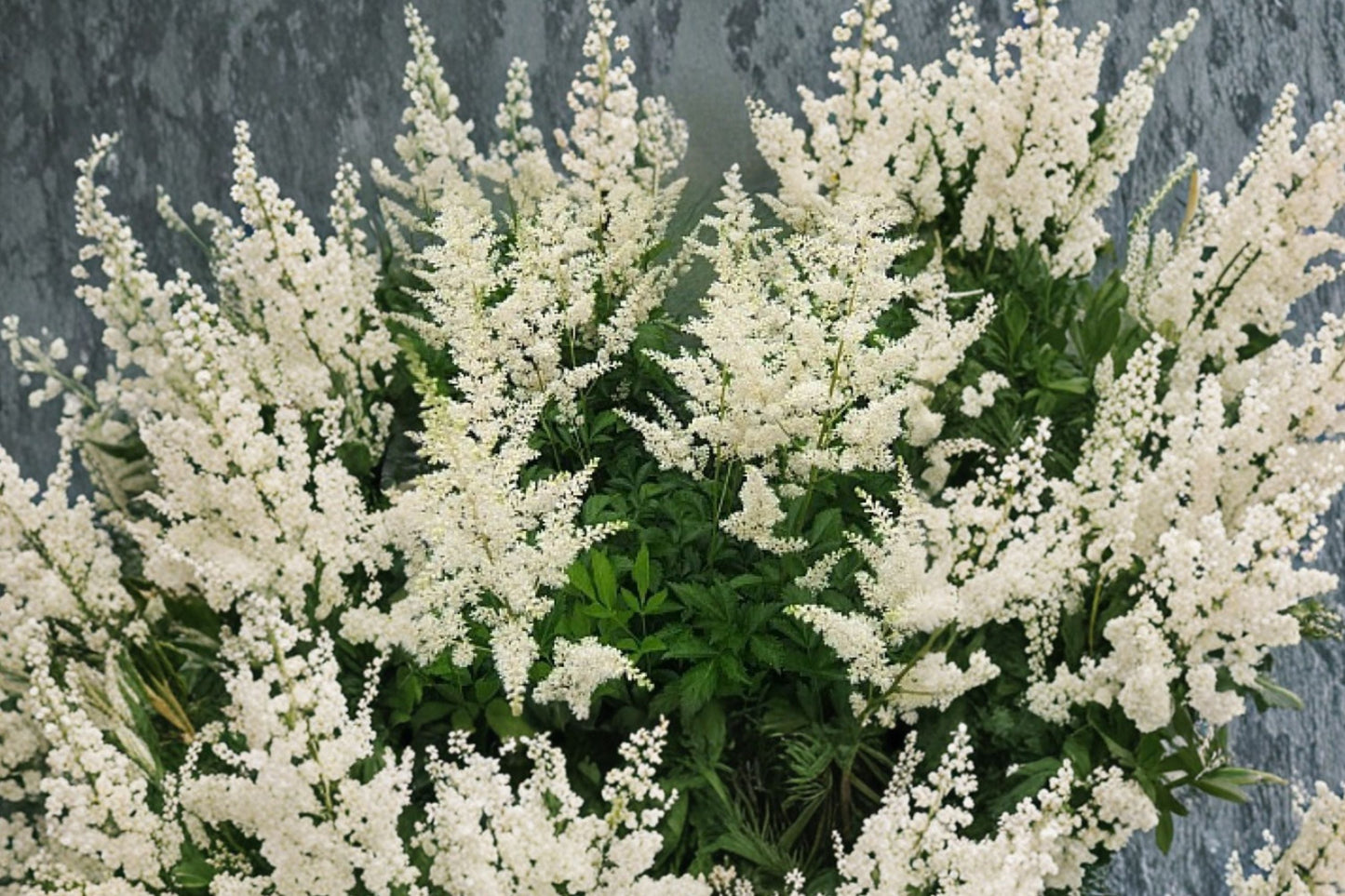 Astilbe ‘Snowdrift’ White Shade Perennial Flower – False Goat’s Beard Live Plant 4.5” or 1 Gallon