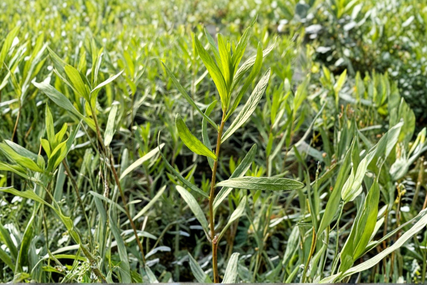 French Tarragon Plant – Live Herb Garden Essential – Culinary Herb – Artemisia dracunculus ‘Sativa’