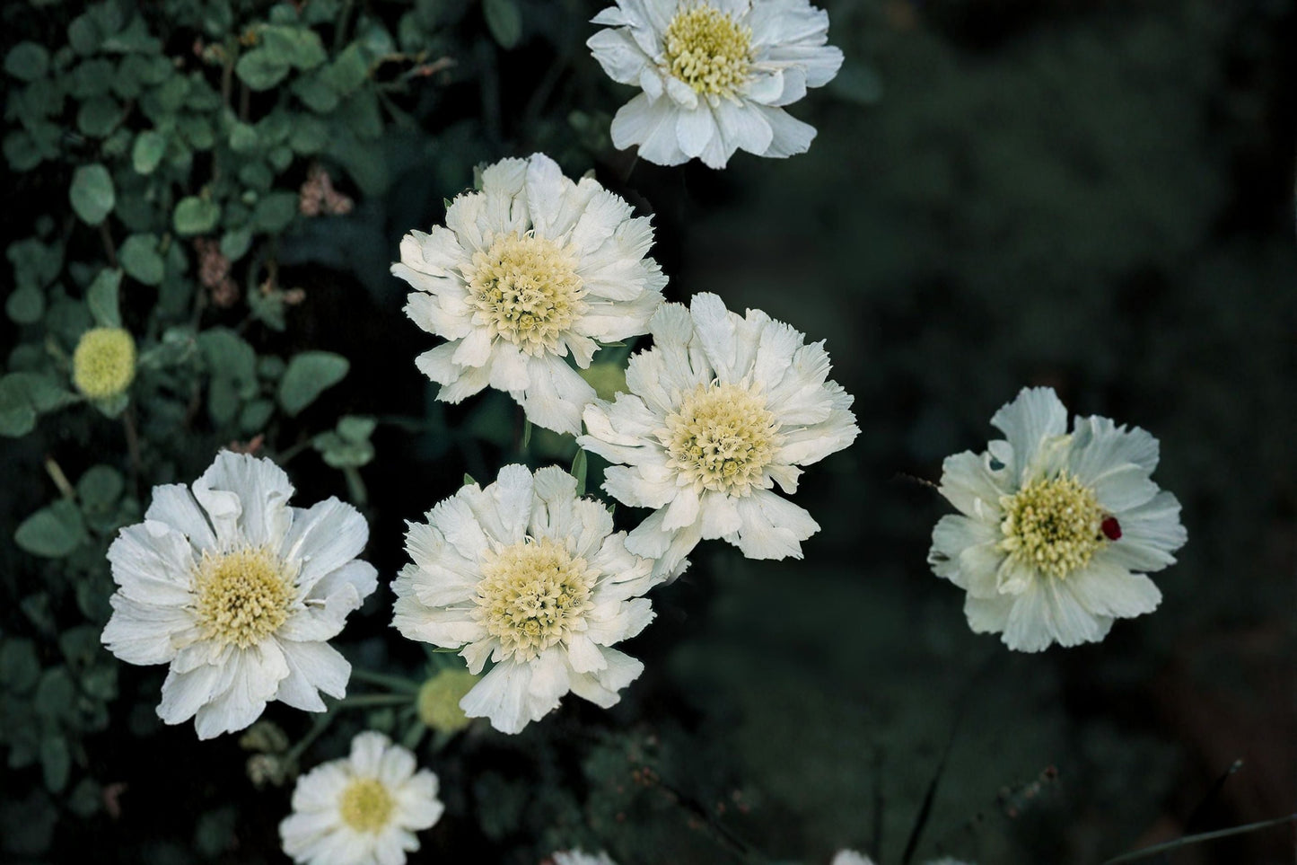 Scabiosa ‘Fama White’ – White Pincushion Flower Perennial – Cut Flower & Wedding Plant – 1 Gallon Live Plant