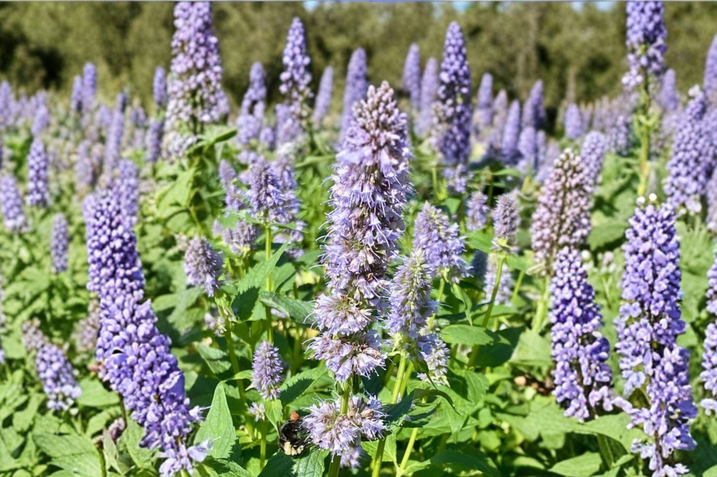 Agastache ‘Astello Indigo’ Hummingbird Mint Perennial Blue Pollinator Plant 3.5” Pot Drought Tolerant