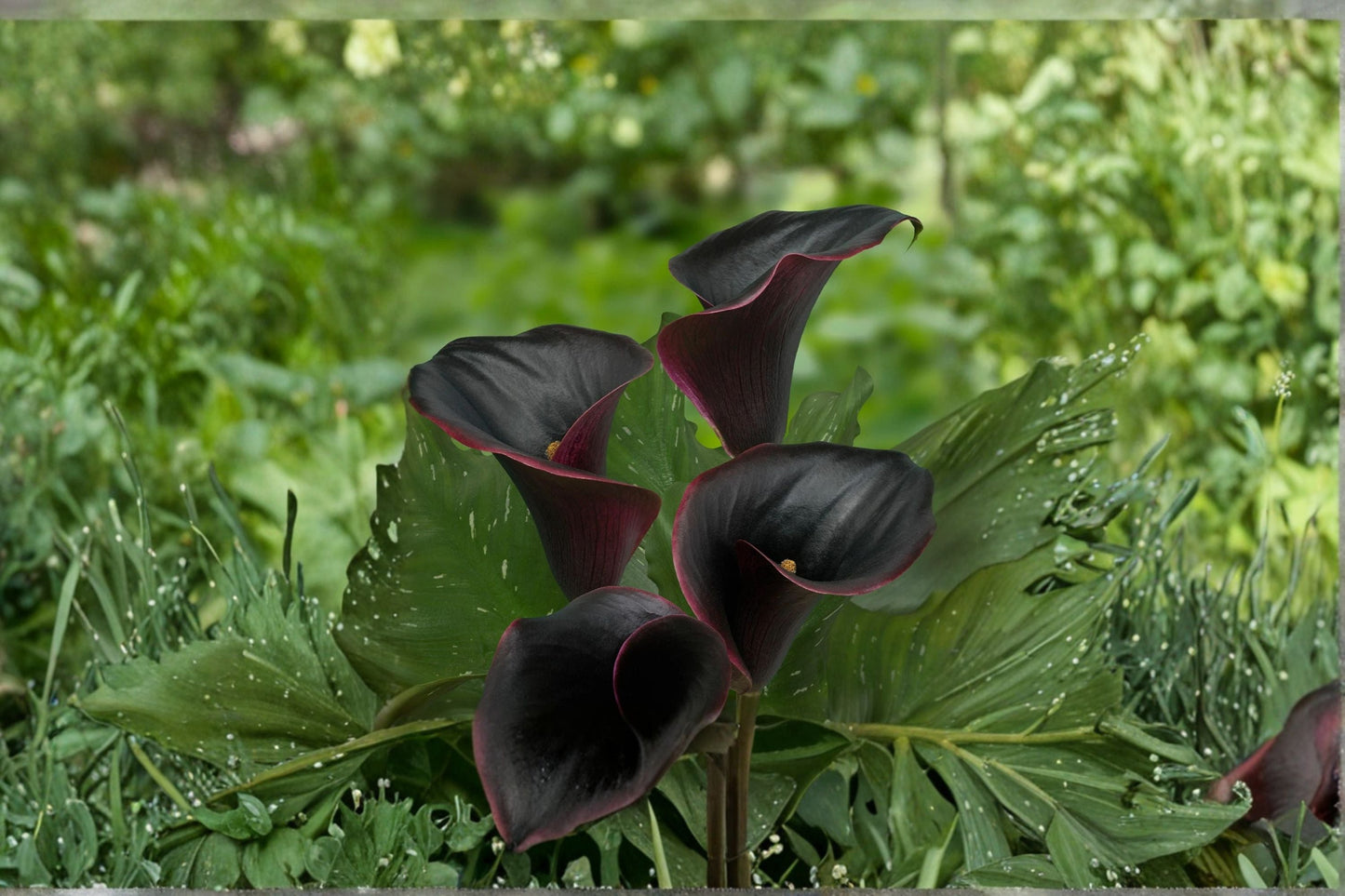 Black Calla Lily Bulb ‘Captain Beretta’ – Dark Purple Zantedeschia Exotic Flower Plant for Garden or Container