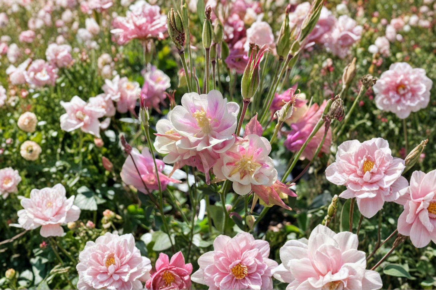 Aquilegia Winky Double Rose-White Perennial Plant in 4-Inch Pot, Pink and White Shade-Loving Columbine Flower