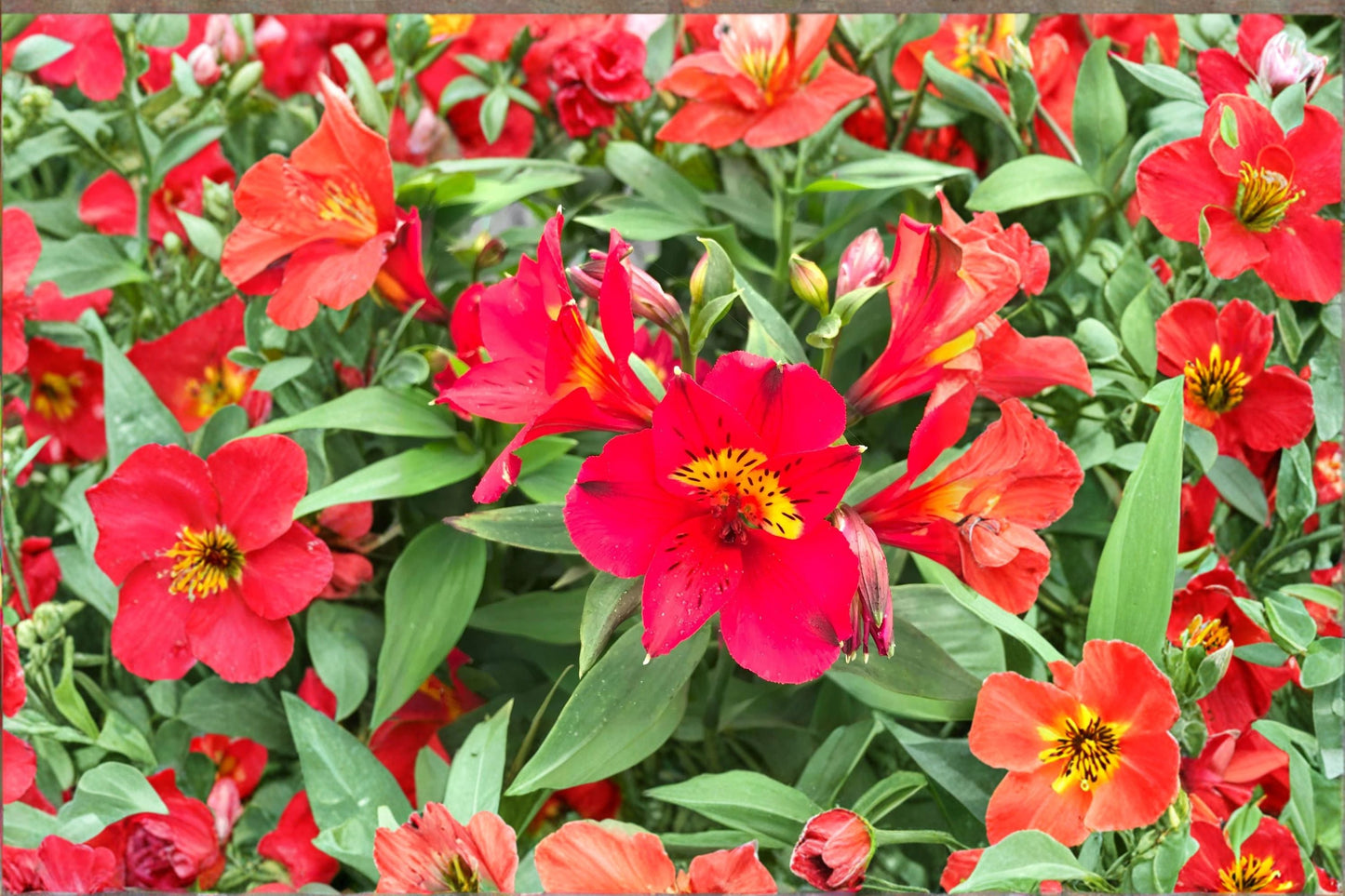 Alstroemeria ‘Summer Heat’ – Tall Peruvian Lily Live Plant – Red and Yellow Long-Blooming Flowers – 1 Gallon Garden Plant