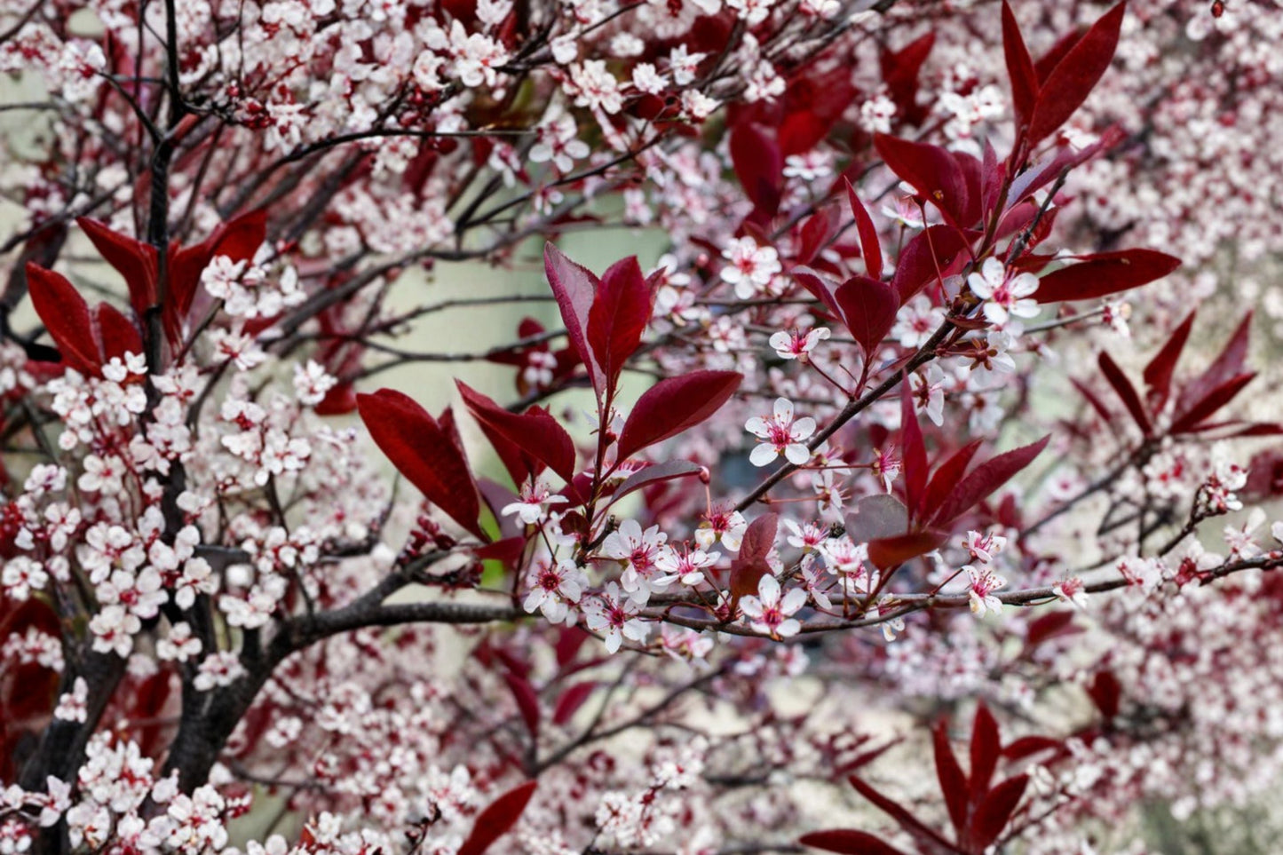 Prunus × cistena Purple Leaf Sand Cherry Shrub – Burgundy Foliage, Edible Fruit, Flowering Hedge & Privacy Screen