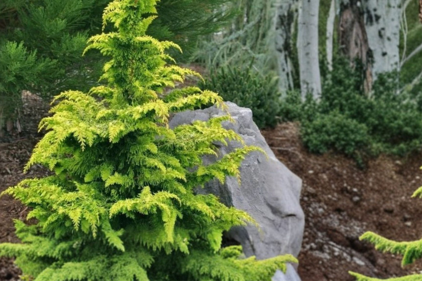 Chamaecyparis obtusa ‘Crippsii’ – Golden Hinoki Cypress – Evergreen Conifer Tree – Yellow Foliage Plant – 4” Pot for Japanese Gardens and Landscaping