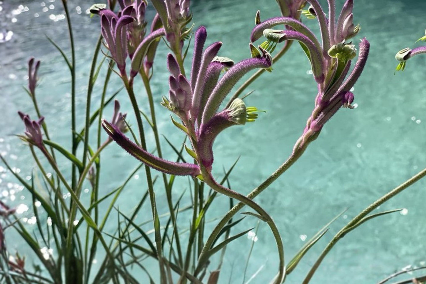 Kangaroo Paw Plant Plug – Anigozanthos ‘Carnivale’ – Drought Tolerant Perennial with Purple Flowers – Starter Plant